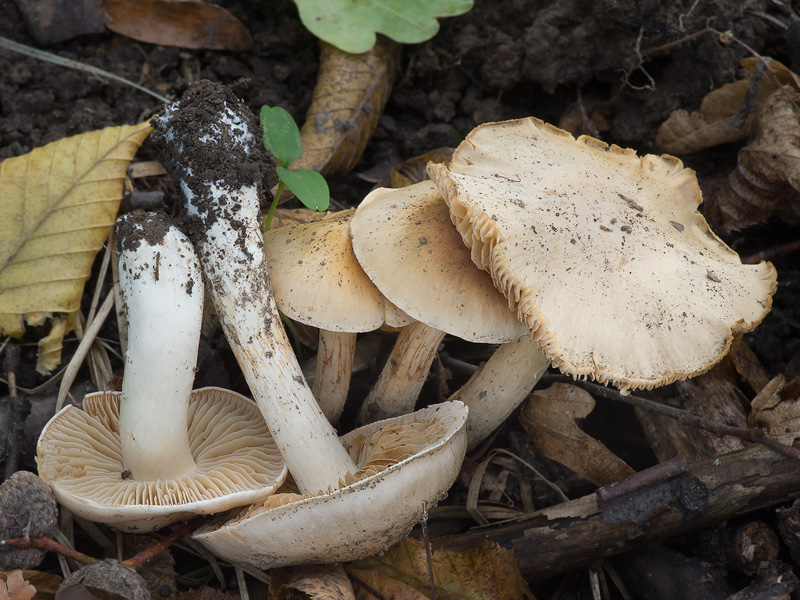 Cortinarius emollitoides